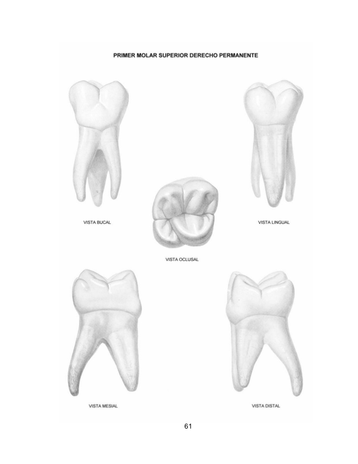 Primer Molar Superior Izq